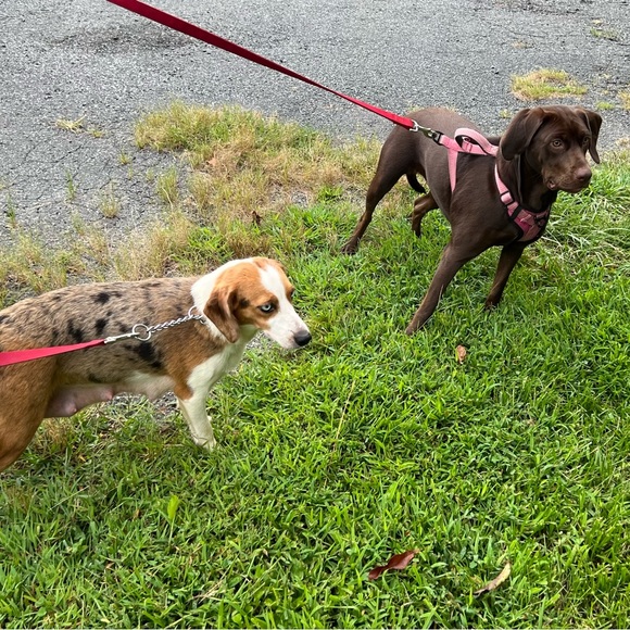 Our Bailey & meet Sadie —part 2 - Picture 3 of 16